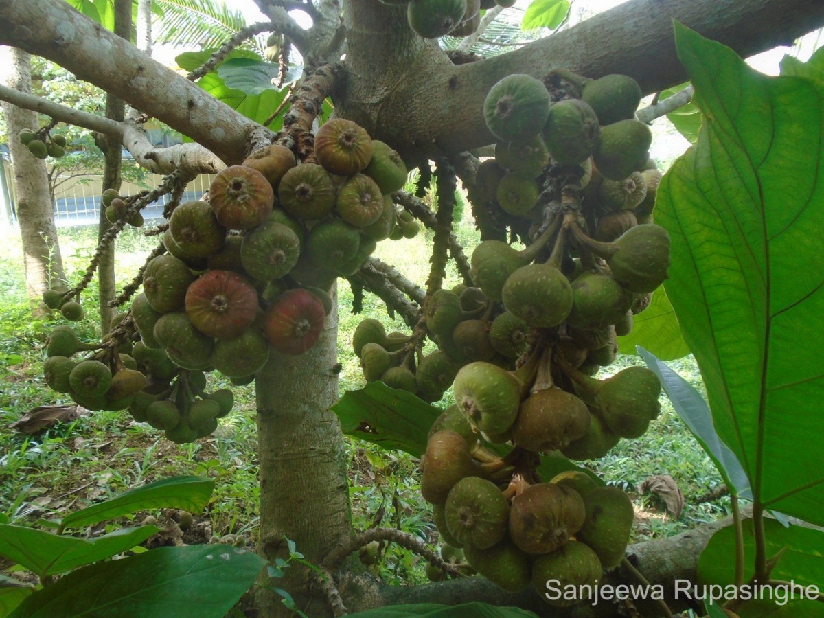 Ficus auriculata Lour.